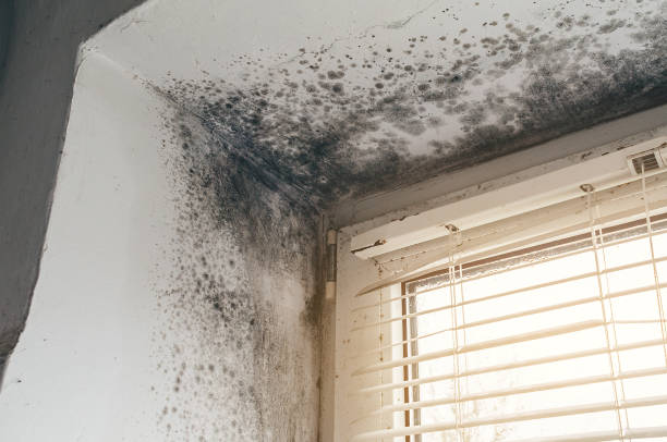 Affordable Hvac And Air Duct Mold Remediation solutions in Manchester, MI